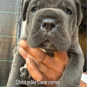 chiot cane corso à vendre