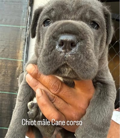 chiot cane corso à vendre