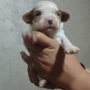 chiot cavalier king charles à vendre