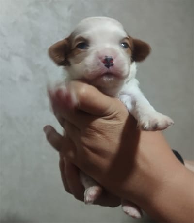chiot cavalier king charles à vendre