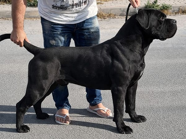 Welcome Tresor by Victoria Kennel