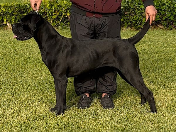 Femelle cane corso winny colosseum gladiators jg