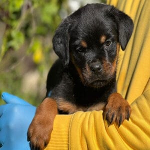 chiot rottweiler femelle à vendre au Maroc