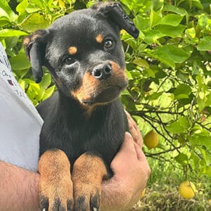 xyron chiot rottweiler mâle à vendre
