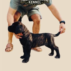 chiot cane corso mâle à vendre