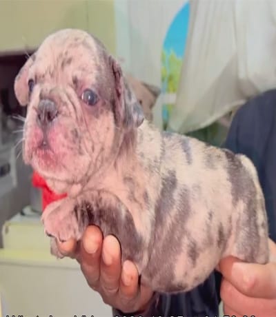 Chiot femelle french bulldog à vendre casablanca