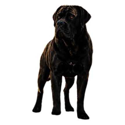 Mocro Guardians Nero, père du chiot Cane Corso