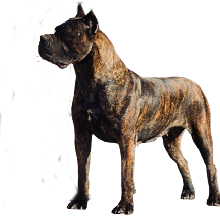 Mocro Guardians Ruby, mère du chiot Cane Corso