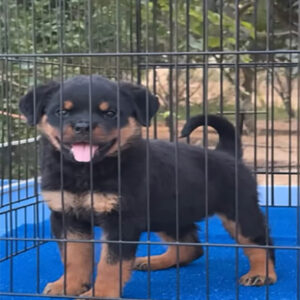 yoda femelle rottweiler à vendre