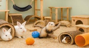 NAC entrain de jouer