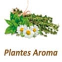 plantes aromatiques