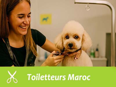 Annuaire des Toiletteurs au Maroc