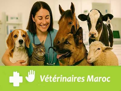 annuaire vétérinaire Maroc